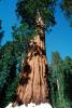 Giant sequoia (Sequoiadendron giganteum), NPSV05P11_12