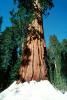 Giant sequoia (Sequoiadendron giganteum), NPSV05P11_13