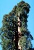 Giant sequoia (Sequoiadendron giganteum), NPSV05P11_14