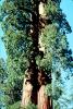 Giant sequoia (Sequoiadendron giganteum), NPSV05P11_15
