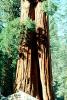 Giant sequoia (Sequoiadendron giganteum), NPSV05P11_16
