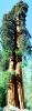 Giant sequoia (Sequoiadendron giganteum), NPSV05P11_17B
