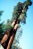 Giant sequoia (Sequoiadendron giganteum), NPSV05P11_18
