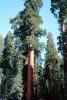 Giant sequoia (Sequoiadendron giganteum), NPSV05P12_01