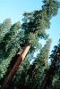 Giant sequoia (Sequoiadendron giganteum), NPSV05P12_02
