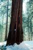 Giant sequoia (Sequoiadendron giganteum), NPSV05P12_03
