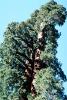 Giant sequoia (Sequoiadendron giganteum), NPSV05P12_04