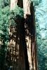 Giant sequoia (Sequoiadendron giganteum), NPSV05P12_05