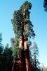 Giant sequoia (Sequoiadendron giganteum), NPSV05P12_06