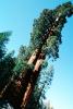 Giant sequoia (Sequoiadendron giganteum), NPSV05P12_07