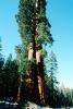 Giant sequoia (Sequoiadendron giganteum), NPSV05P12_08