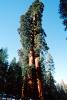 Giant sequoia (Sequoiadendron giganteum), NPSV05P12_09
