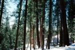 Giant sequoia (Sequoiadendron giganteum), NPSV05P12_10