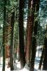Giant sequoia (Sequoiadendron giganteum), NPSV05P12_11
