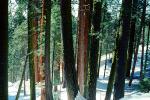 Giant sequoia (Sequoiadendron giganteum), NPSV05P12_14