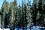 Giant sequoia (Sequoiadendron giganteum)