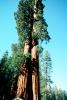 Giant sequoia (Sequoiadendron giganteum), NPSV05P12_19