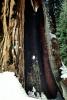 Hollow Burn Scar, snow, Giant sequoia (Sequoiadendron giganteum), NPSV05P13_02