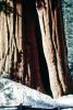 Hollow Burn Scar, snow, Giant sequoia (Sequoiadendron giganteum), NPSV05P13_03