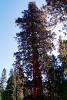 Giant sequoia (Sequoiadendron giganteum), NPSV05P13_04