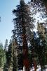 Giant sequoia (Sequoiadendron giganteum), NPSV05P13_05