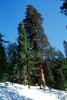 Giant sequoia (Sequoiadendron giganteum), NPSV05P13_06