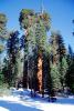Giant Sequoia Trees in the Snow, Winter, Forest, (Sequoiadendron giganteum), NPSV05P13_08