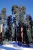 Giant Sequoia Trees in the Snow, Winter, Forest, (Sequoiadendron giganteum), NPSV05P13_09