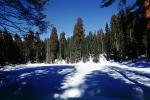 Giant Sequoia Trees in the Snow, Winter, Forest, (Sequoiadendron giganteum), NPSV05P13_11