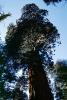 Giant Sequoia Trees in the Snow, Winter, Forest, (Sequoiadendron giganteum), NPSV05P13_12