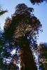 Giant Sequoia Trees in the Snow, Winter, Forest, (Sequoiadendron giganteum), NPSV05P13_13