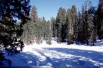Giant Sequoia Trees in the Snow, Winter, Forest, (Sequoiadendron giganteum), NPSV05P13_14