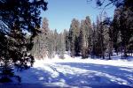 Giant Sequoia Trees in the Snow, Winter, Forest, (Sequoiadendron giganteum), NPSV05P13_15