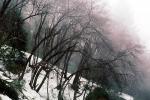 Fog, snow, Ice, Cold, Frozen, Icy, Winter, NPSV05P14_10