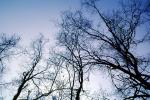 Bare Trees in the Winter, NPSV05P14_12