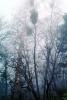 Bare Trees in the Winter, NPSV05P14_14