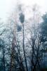 Bare Trees in the Winter, NPSV05P14_15