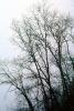 Bare Trees in the Winter, NPSV05P14_17