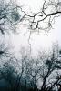 Bare Trees in the Winter Fog, NPSV05P15_03