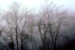 Bare Trees in the Winter Fog, NPSV05P15_04
