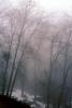Bare Trees in the Winter Fog, NPSV05P15_05