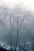 Bare Trees in the Winter Fog, NPSV05P15_06