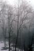 Bare Trees in the Winter Fog, NPSV05P15_07
