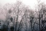 Bare Trees in the Winter Fog, NPSV05P15_08