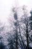 Bare Trees in the Winter Fog, NPSV05P15_09