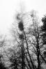 Bare Trees in the Winter Fog, NPSV05P15_10