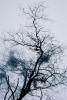 Bare Trees in the Winter Fog, NPSV05P15_11