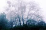 Bare Trees in the Winter Fog, NPSV05P15_12