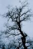 Bare Trees in the Winter Fog, NPSV05P15_13B