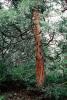 Sequoia tree (Sequoiadendron giganteum), NPSV05P15_17